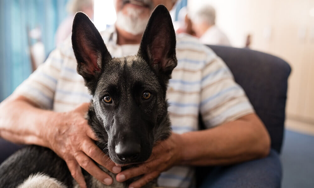 service dogs