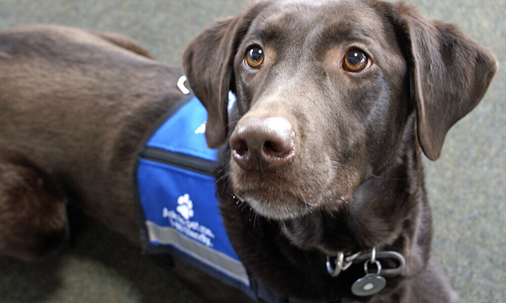 service dogs